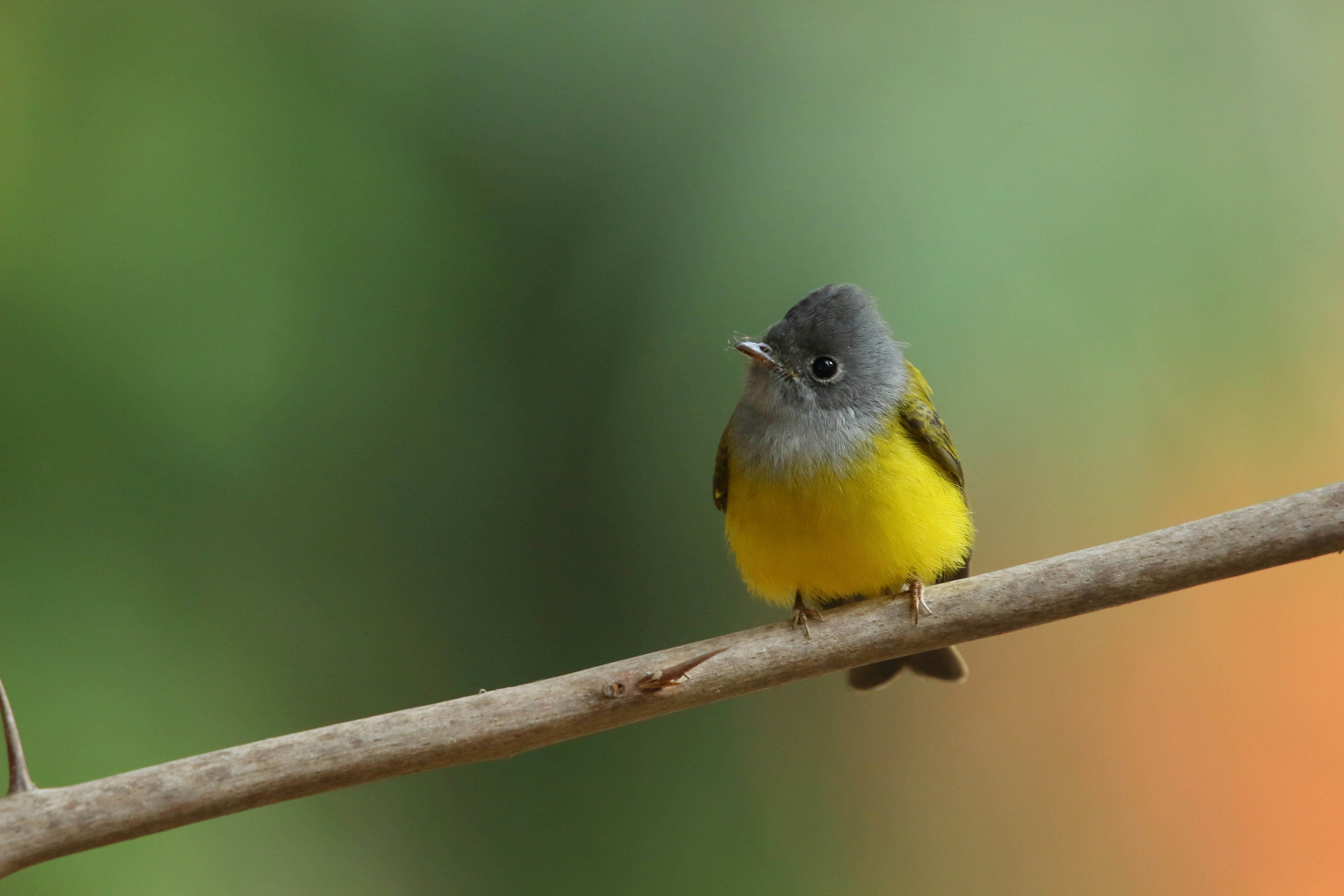 Bird 1