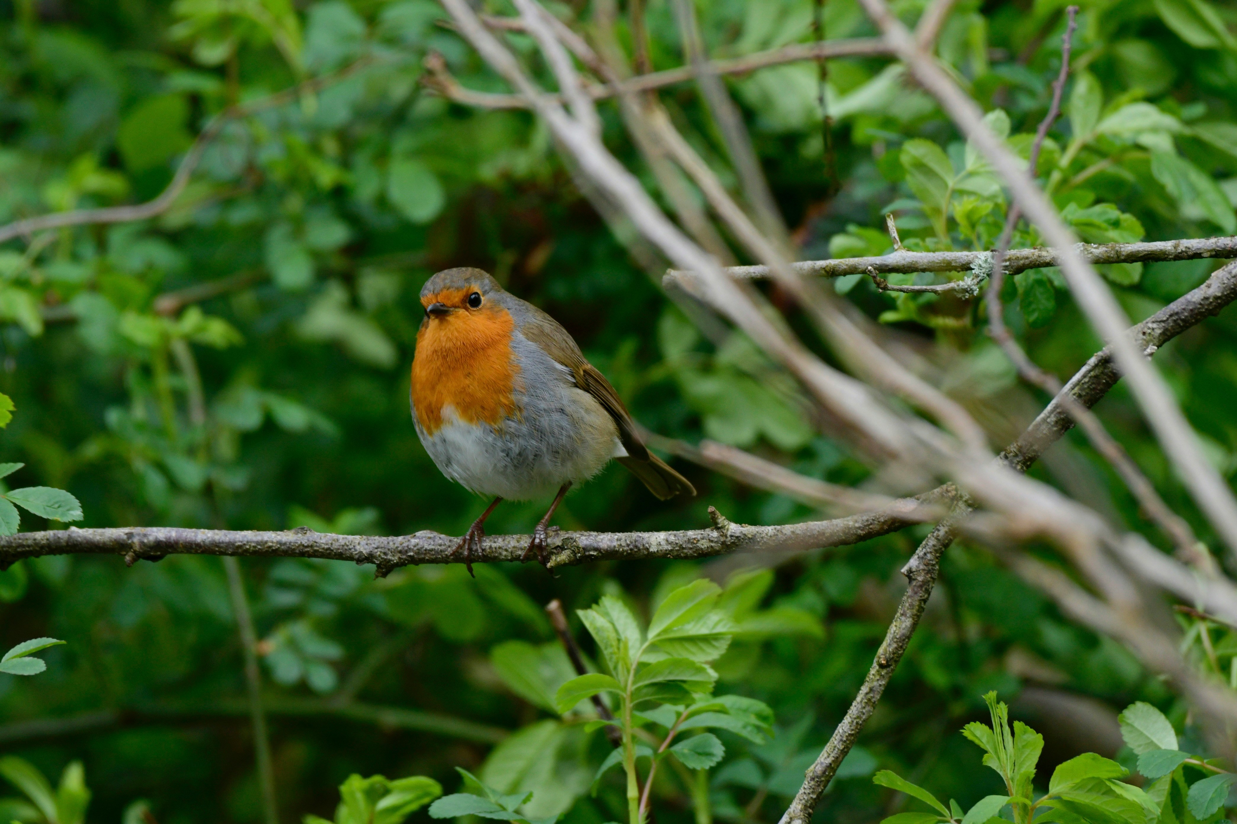 Bird 2