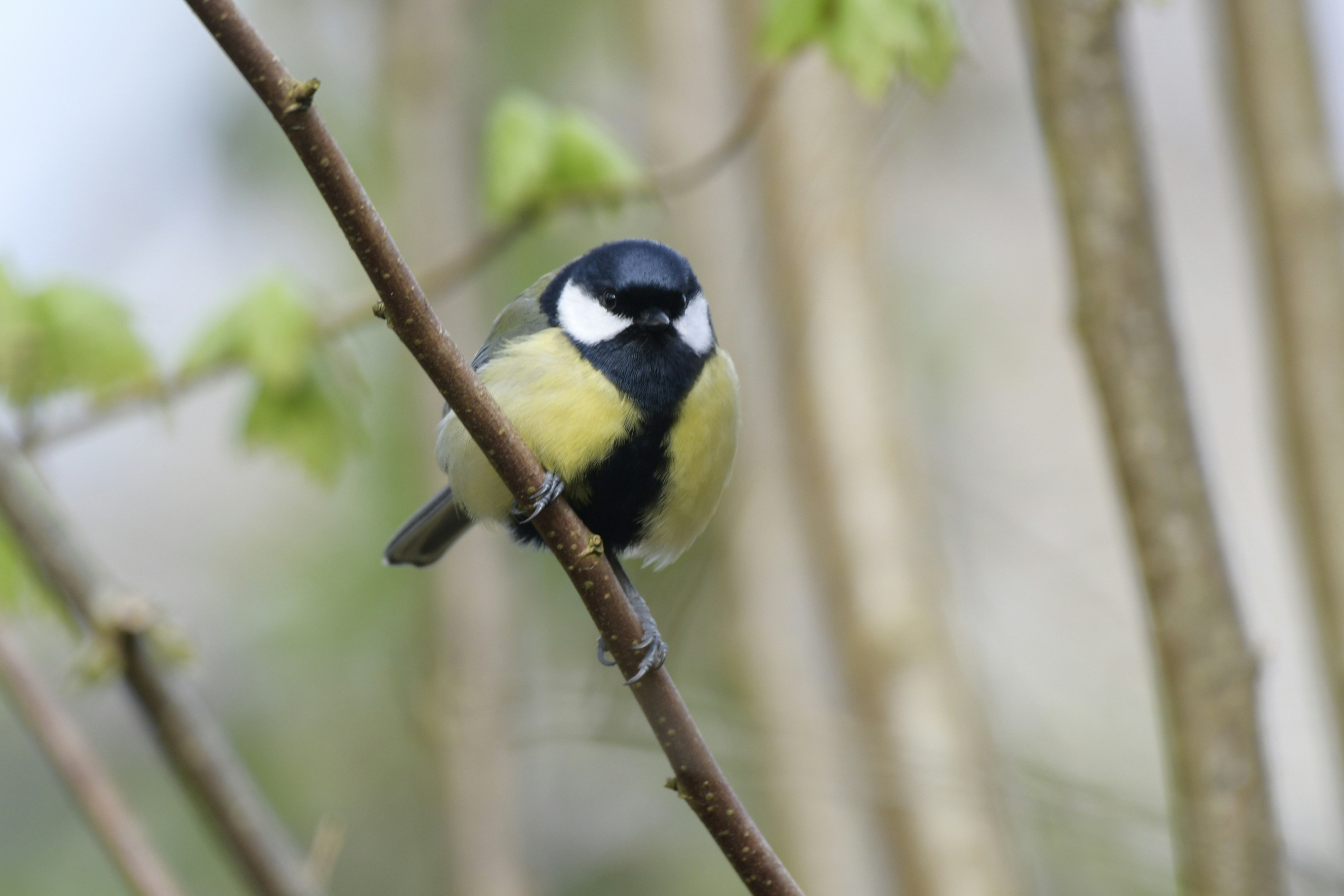 Bird 3