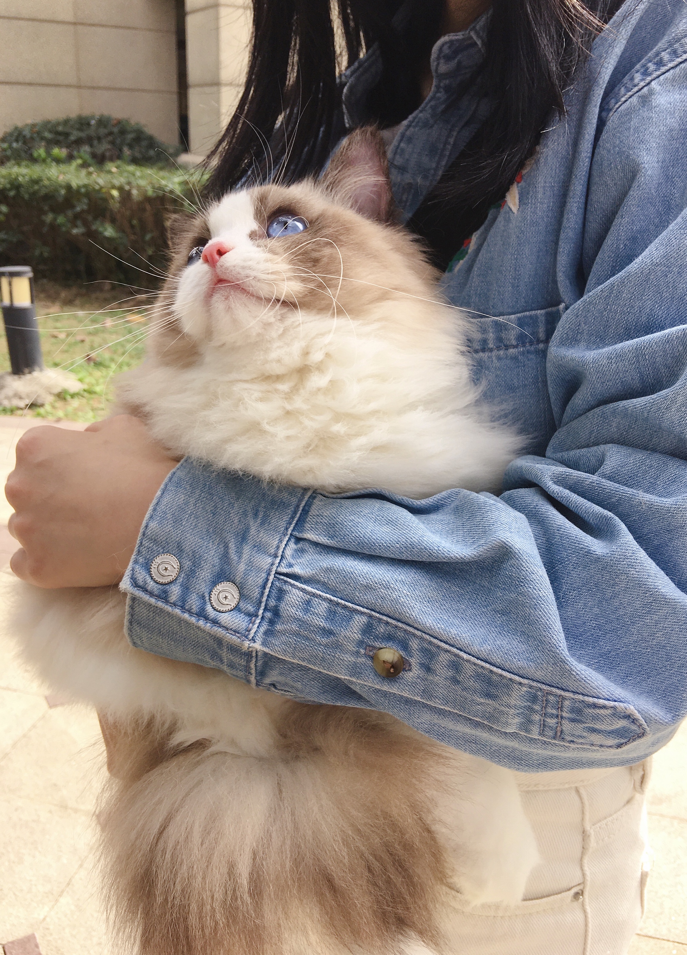 碎星