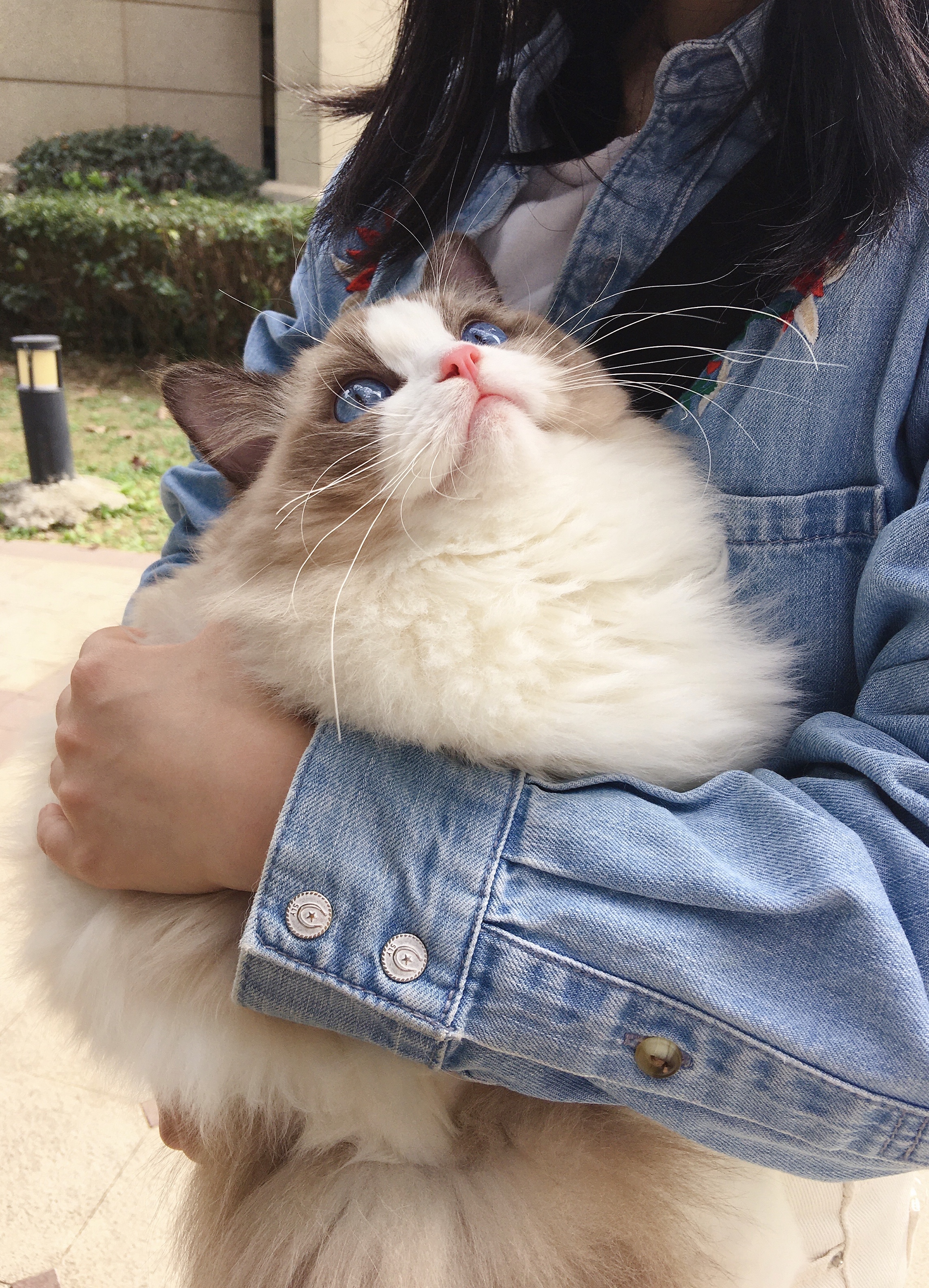 碎星