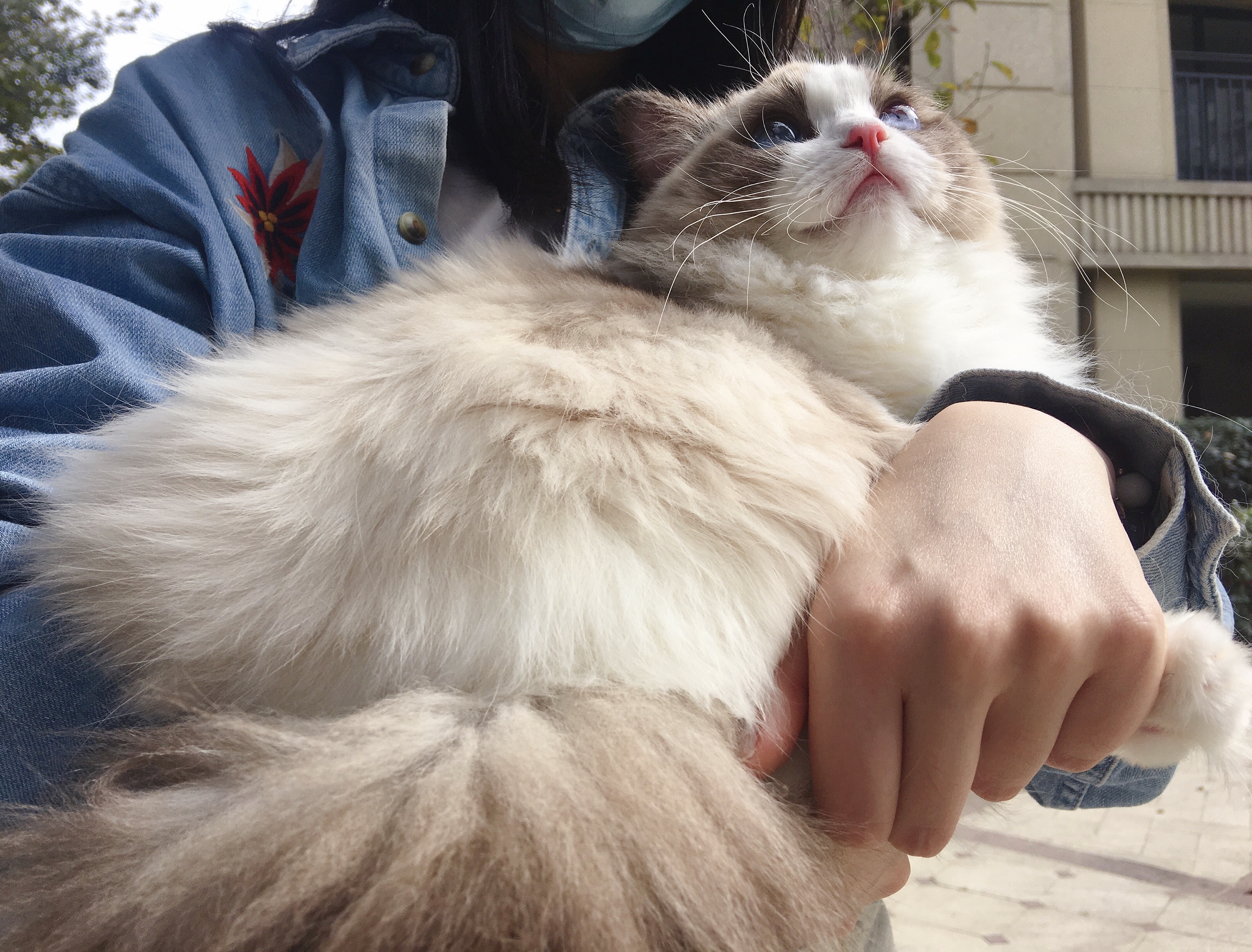 碎星